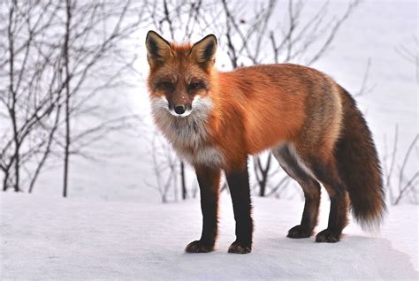 狐狸的照片|超过 3000 张关于“Fox”和“狐狸”的免费图片